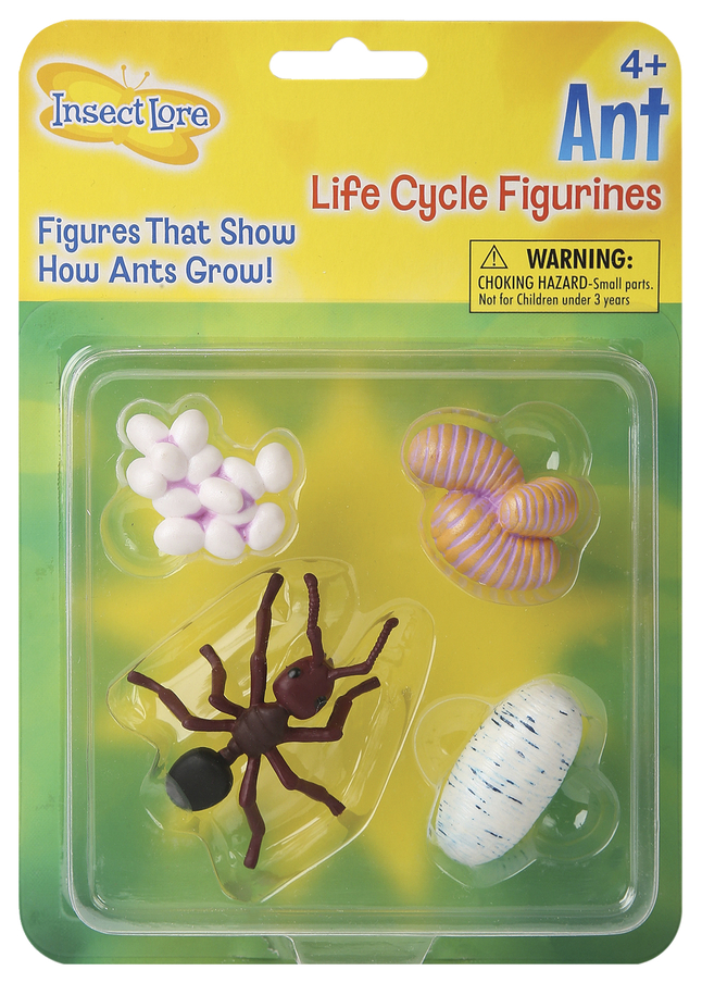 Insect Lore Ant Life Cycle Model, Set of 4