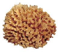 Royal Brush Durable Soft Natural Florida Sea Wool Pottery Sponge, 4 - 5 in Dia Item Number 037784