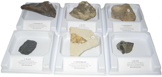Image for Geoscience Vertebrate Fossil Demonstration Collection, Assorted, Set of 6 from School Specialty