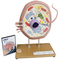 Frey Scientific Generalized Animal Cell Model, Item Number 1015723