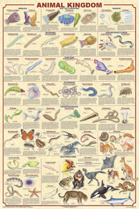 Feenixx Publishing Animal Kingdom Poster, Laminated, 24 x 36 Inches, Item Number 1295670