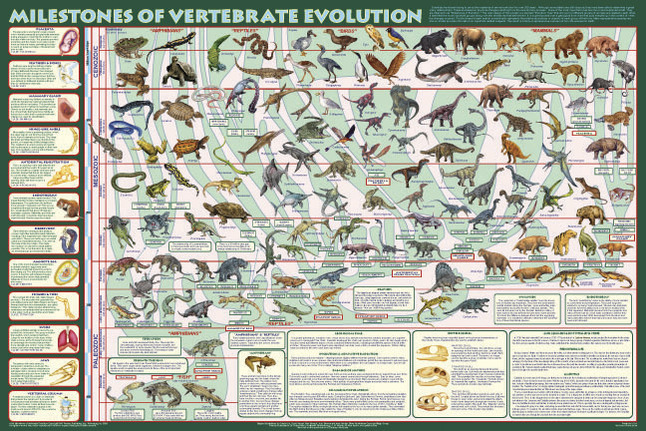 Frey Scientific Milestones of Vertebrate Evolution Laminated Poster, 24 X 35 in, Item Number 1295673