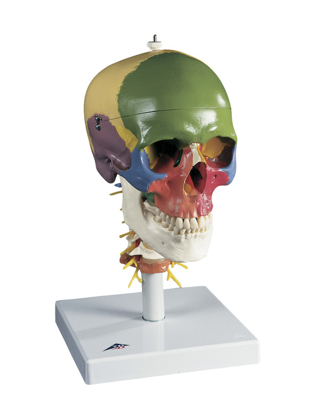 3B Scientific Didactic Human Skull with Cervical Spinal Column, 4