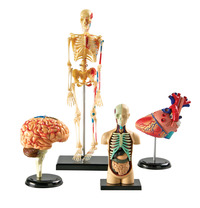 Learning Resources Human Anatomy Model Set of 4, Item Number 1321192