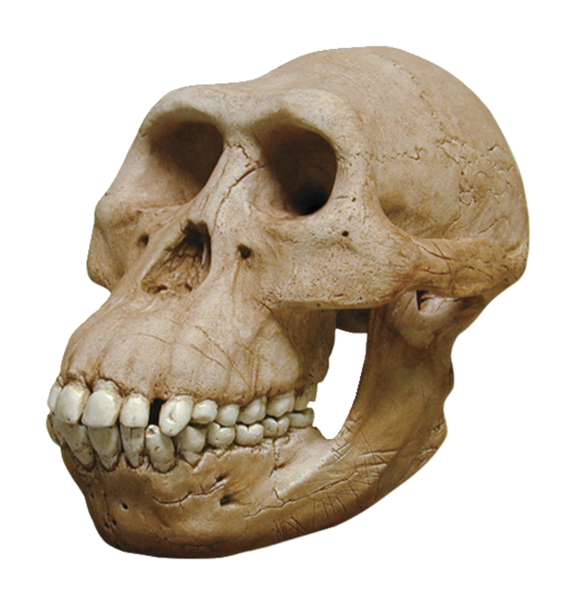 australopithecus afarensis skull labeled