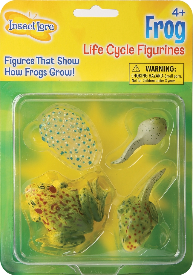 Insect Lore Frog Life Cycle Stages 