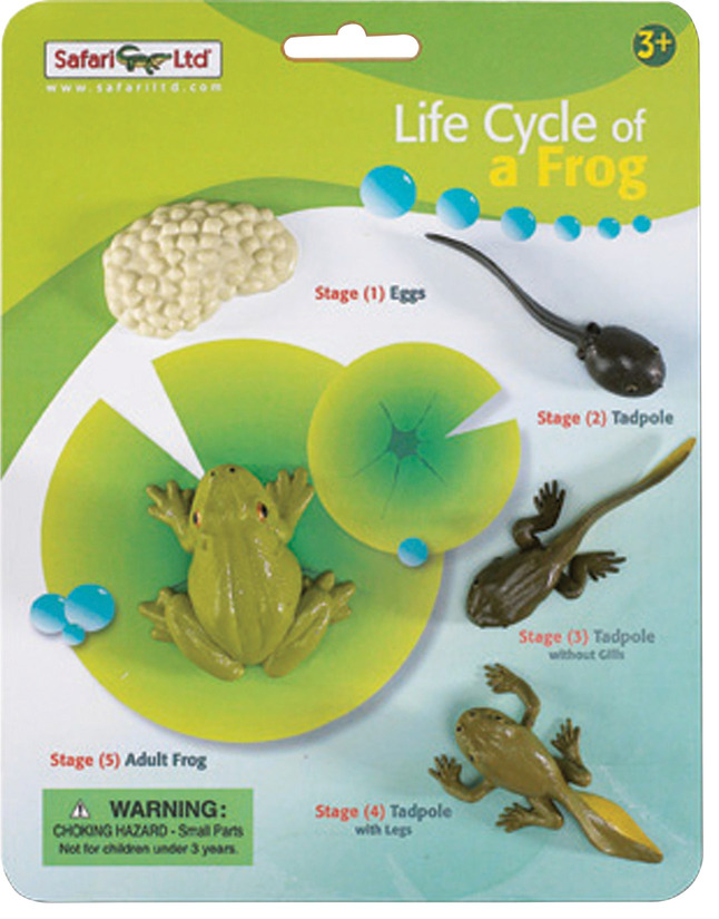 Life Cycle of a Frog Safariology by  Safari LTD 