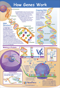 Science Genetic Studies, Item Number 1413693