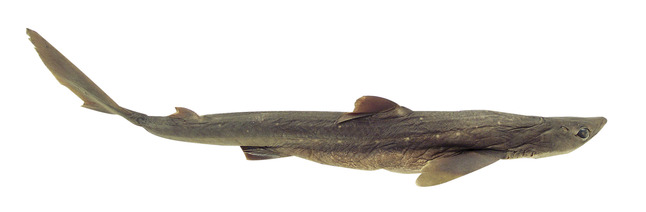 Frey Scientific Choice Preserved Shark, Formaldehyde-Free, 22 to 27 Inches, Item Number 1300572