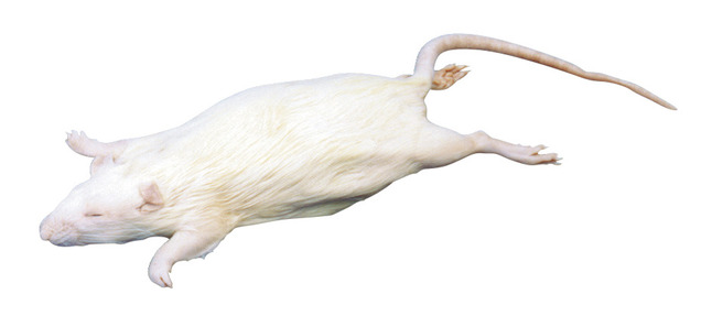 Frey Scientific Choice Pregnant Preserved White Rat, Double Injected, Item Number 596997