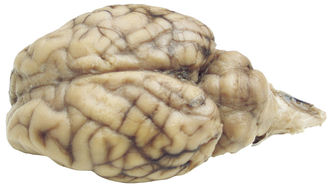 Frey Scientific Choice Preserved Sheep Brain Without Hypo, Plain Injected, Item Number 596877