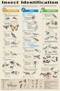 Zoology, Entomology, Item Number 1499346