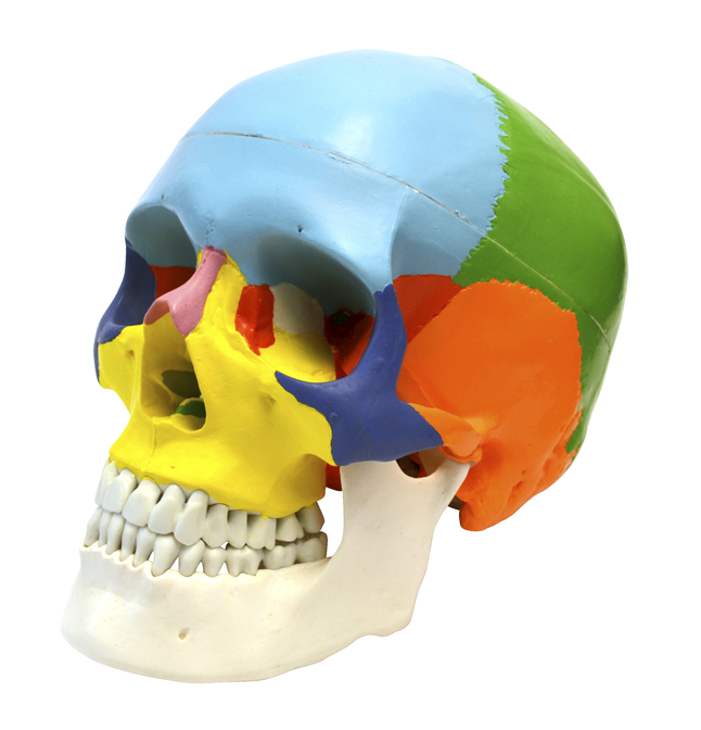 3-piece skull