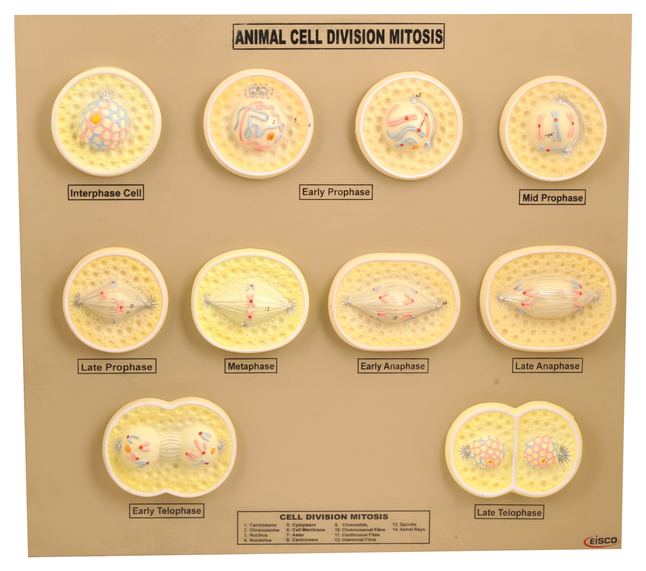 EISCO Animal Cell Mitosis Model