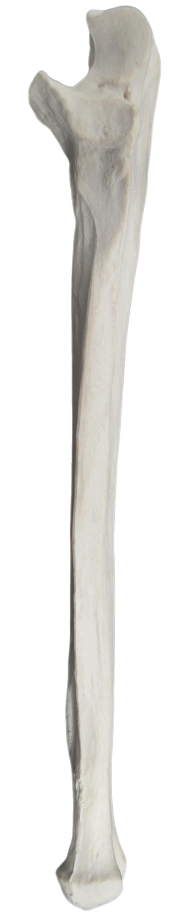 Eisco Labs Left Ulna Bone Model, 9 x 1-1/4 Inches