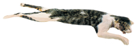 Preserved Specimen - Mammals, Item Number 2040067