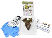 弗雷选择解剖工具包-基本青蛙(平原)与解剖工具，项目编号2041221