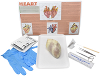 Frey Choice Dissection Kit - Mammalian Heart with Dissection Tools, Item Number 2041223