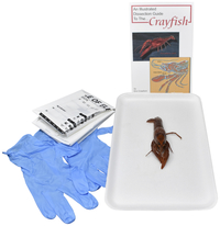 Frey Choice Dissection Kit, Crayfish (plain), Item Number 2041224
