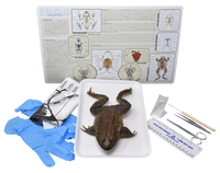 Frey Choice Dissection Kit - Bullfrog (DBL) with Dissection Tools, Item Number 2041228