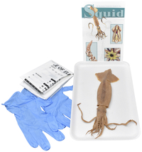 Frey Choice Dissection Kit - Squid (plain) without Dissection Tools, Item Number 2041229