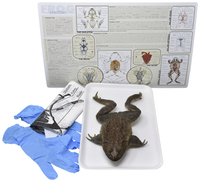 Frey Choice Dissection Kit - Bullfrog (DBL) without Dissection Tools, Item Number 2041241