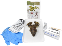 Frey Choice Dissection Kit - Advanced Grassfrog (DBL) with Dissection Tools, Item Number 2041242