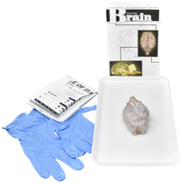 Frey Choice Dissection Kit - Mammalian Brain without Dissection Tools, Item Number 2041245