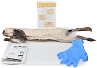 Frey Choice Dissection Kit, Rabbit (DBL), Item Number 2041246