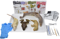 Frey Choice Dissection Kit - Animal Set with Dissection Tools, Item Number 2041248