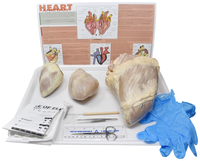 Frey Choice Dissection Kit - Comparative Mammalian Hearts with Dissection Tools, Item Number 2041250