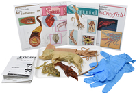 Frey Choice Dissection Kit - Comparative Circulatory System without Dissection Tools, Item Number 2041252