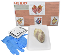 Frey Choice Dissection Kit - Mammalian Heart without Dissection Tools, Item Number 2041258