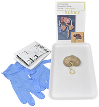 Frey选择解剖试剂盒，哺乳动物肾脏无解剖工具，项目编号2041259