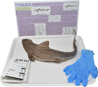 Frey Choice Dissection Kit - Shark (DBL) without Dissection Tools, Item Number 2041260