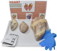 Frey Choice Dissection Kit, Comparative Mammalian Hearts, Item Number 2041263