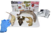 Frey Choice Dissection Kit - Animal Set without Dissection Tools, Item Number 2041264