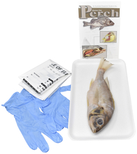 Frey Choice Dissection Kit - Perch (plain) without Dissection Tools, Item Number 2041266