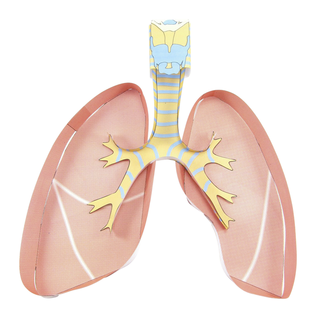Newpath Learning Lungs 3-D Model Kit, 1 Teacher Guide and 5 Student Guides, Item Number 2087407