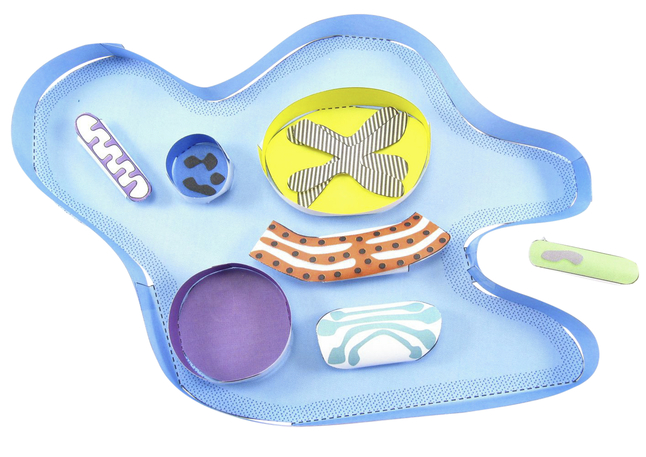 Image for Newpath Learning Amoeba 3-D Model Kit, 1 Teacher Guide and 5 Student Guides from School Specialty