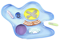 Image for Newpath Learning Amoeba 3-D Model Kit, 1 Teacher Guide and 5 Student Guides from SSIB2BStore