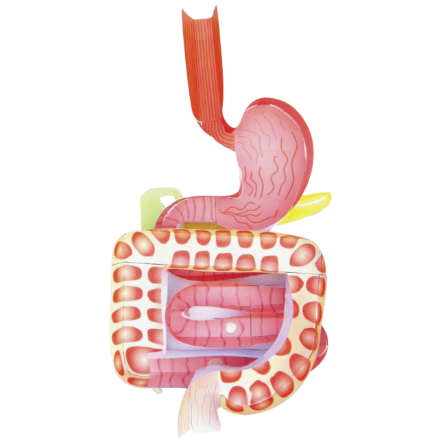 Image for Newpath Learning Digestive System 3-D Model Kit, 1 Teacher Guide and 5 Student Guides from School Specialty