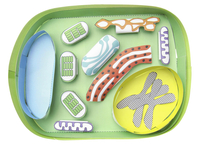 Newpath Learning Simple Plant Cell 3-D Model Kit, 1 Teacher Guide and 5 Student Guides, Item Number 2087415