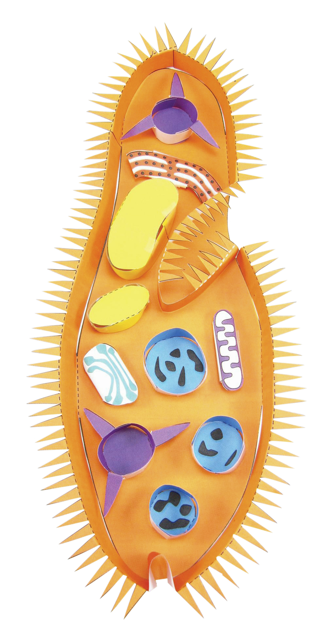 Image for Newpath Learning Paramecium 3-D Model Kit, 1 Teacher Guide and 5 Student Guides from SSIB2BStore