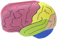 Image for Newpath Learning Human Brain 3-D Model Kit, 1 Teacher Guide and 5 Student Guides from School Specialty