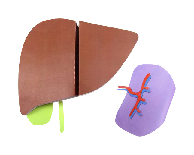 Image for Newpath Learning Liver and Spleen 3-D Model Kit, 1 Teacher Guide and 5 Student Guides from SSIB2BStore