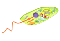 Image for Newpath Learning Euglena 3-D Model Kit, 1 Teacher Guide and 5 Student Guides from School Specialty
