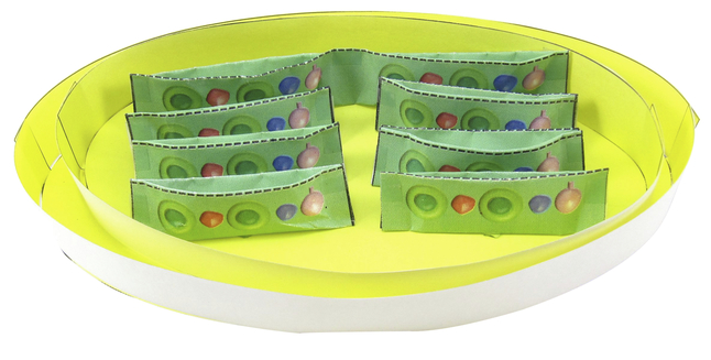 Newpath Learning Chloroplasts 3-D Model Kit, 1 Teacher Guide and 5 Student Guides, Item Number 2087421