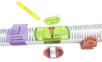 Image for Newpath Learning Photosynthesis and Light Reactions 3-D Model Kit, 1 Teacher Guide and 5 Student Guides from School Specialty