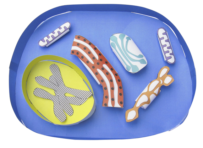 Newpath Learning Simple Animal Cell 3-D Model Kit, 1 Teacher Guide and 5 Student Guides, Item Number 2087425